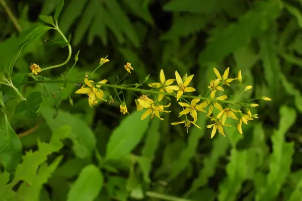 Lysimachia Terrestris (Bataklık Mumları) Kuzey Amerika 'nın yerlisi Yaban Çiçeği