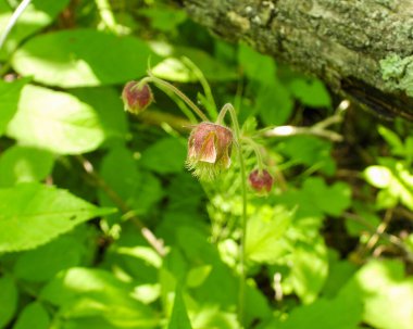 Geum Rakibi (Mor Bulvarlar) Kuzey Amerika Yerlisi Yaban Çiçeği