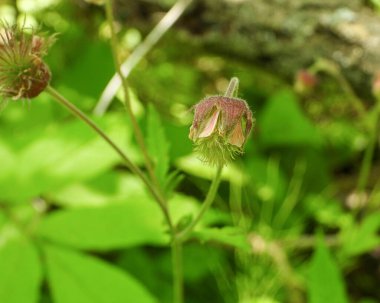 Geum Rakibi (Mor Bulvarlar) Kuzey Amerika Yerlisi Yaban Çiçeği