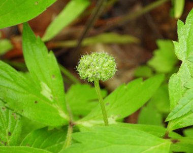 Hydrophyllum virginianum (Virginia Waterleaf) Doğal Kuzey Amerika Orman Çiçeği