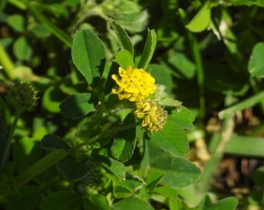 Medicago Lupulina (Black Medick) Doğal Avrupa Yabani Çiçeği
