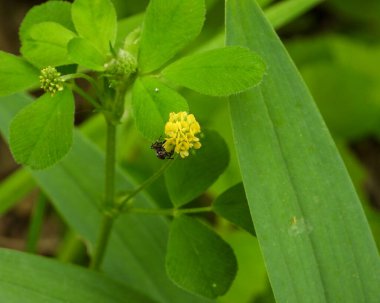 Medicago Lupulina (Black Medick) Doğal Avrupa Yabani Çiçeği