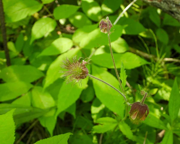 Geum Rivale Purple Avens Native North American Wetland Wildflower — Foto Stock