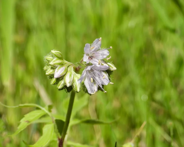 Hydrophyllum Virginianum Virginia Waterleaf Native North American Woodland Wildflower — Foto de Stock