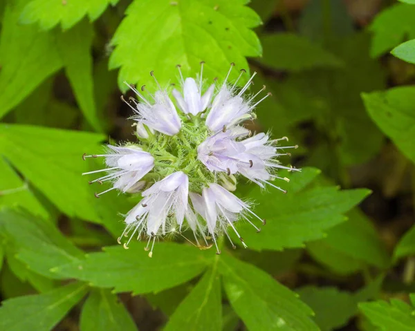Hydrophyllum Virginianum Virginia Waterleaf Native North American Woodland Wildflower —  Fotos de Stock
