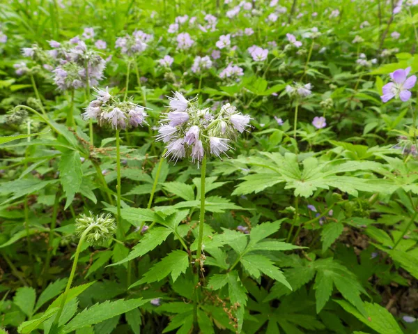 Hydrophyllum virginianum (Virginia Waterleaf) Doğal Kuzey Amerika Orman Çiçeği