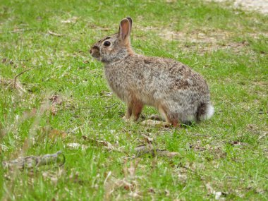 Doğu Pamuk Kuyruk (Sylvilagus floridanus) Kuzey Amerika Tavşanı