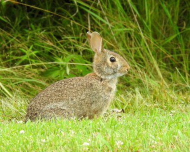 Doğu Pamuk Kuyruk (Sylvilagus floridanus) Kuzey Amerika Tavşanı