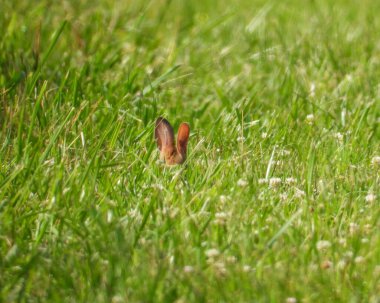 Doğu Pamuk Kuyruk (Sylvilagus floridanus) Kuzey Amerika Tavşanı