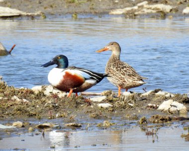 Northern Shoveler (Spatula clypeata) North American Waterfowl Duck Bird clipart