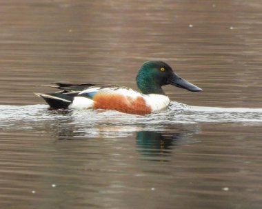 Kuzey Kürekçi (Spatula clypeata) Kuzey Amerika Su Kuşu Ördeği