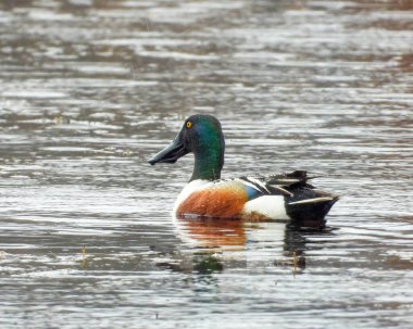Kuzey Kürekçi (Spatula clypeata) Kuzey Amerika Su Kuşu Ördeği