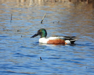 Kuzey Kürekçi (Spatula clypeata) Kuzey Amerika Su Kuşu Ördeği