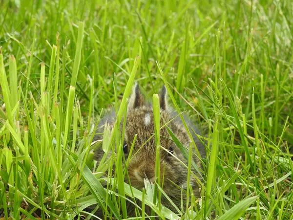 Östlicher Baumwollschwanz Sylvilagus Floridanus Nordamerikanisches Kaninchen — Stockfoto