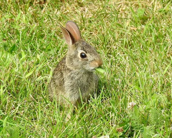Eastern Cottontail Sylvilagus Floridanus North American Bunny Rabbit — Stock Photo, Image