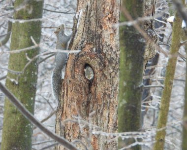 Ağaçtaki Delikten Bakan Sincap Şirin Vahşi Yaşam Fotoğrafı