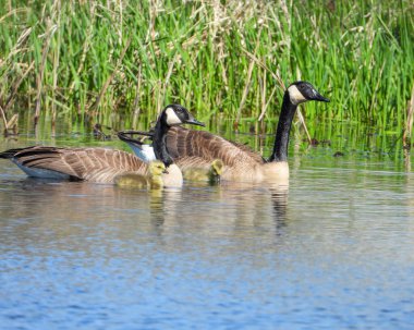 Kanada Kaz (Branta canadensis) Kuzey Amerika Su Kuşu