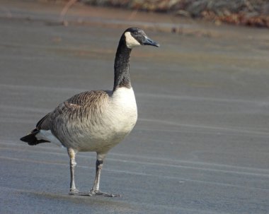 Kanada Kaz (Branta canadensis) Kuzey Amerika Su Kuşu