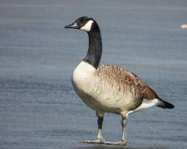 Kanada Kaz (Branta canadensis) Kuzey Amerika Su Kuşu