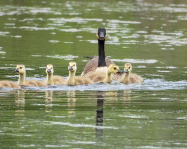 Kanada Kaz (Branta canadensis) Kuzey Amerika Su Kuşu