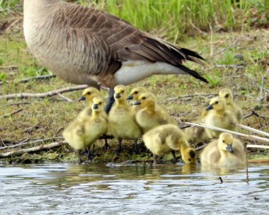 Kanada Kaz (Branta canadensis) Kuzey Amerika Su Kuşu
