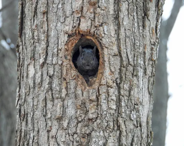 Squirrel Looking out of a Hole in a Tree Cute Wildlife Photo