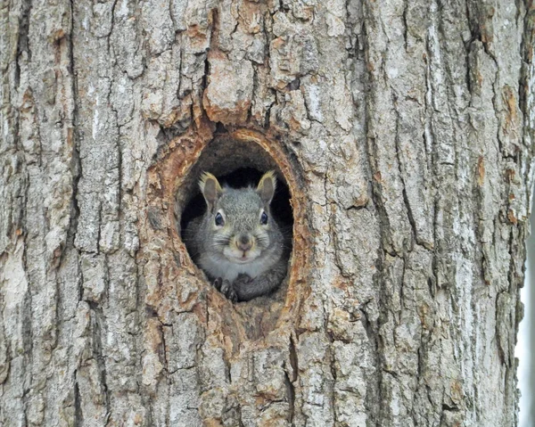 Wiewiórka Patrząc Przez Dziurę Drzewie Cute Wildlife Photo — Zdjęcie stockowe