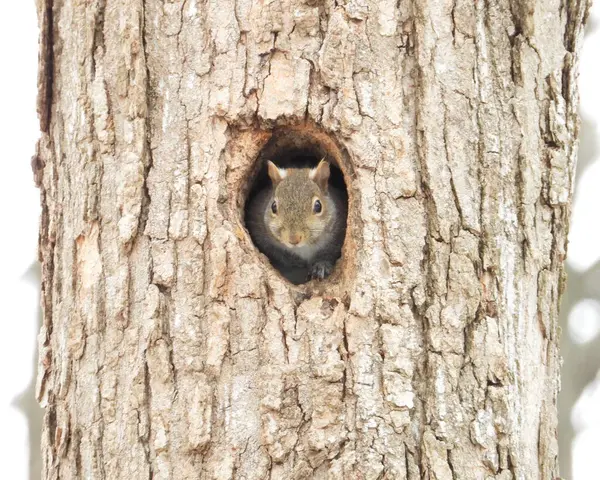 Eichhörnchen Schaut Aus Einem Loch Einem Baum Niedliches Wildtierfoto — Stockfoto