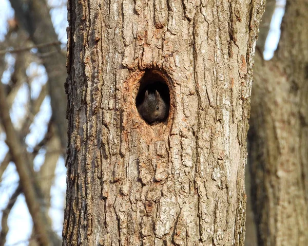木のかわいい野生生物の写真で穴から探すリス — ストック写真