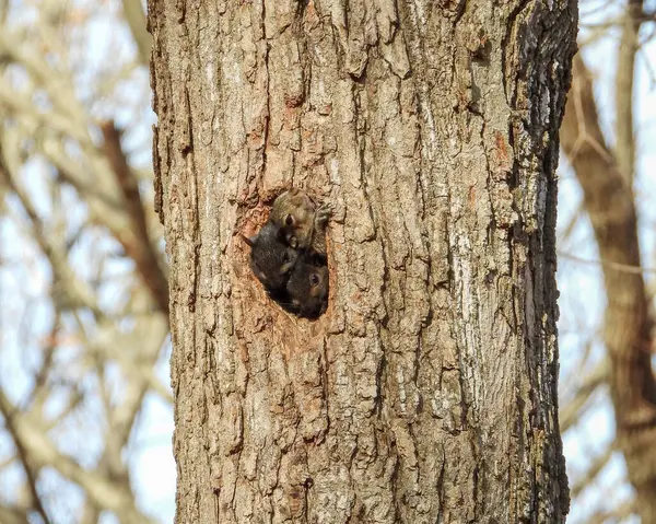 Σκίουρος Κοιτάζοντας Έξω Από Μια Τρύπα Ένα Δέντρο Χαριτωμένο Φωτογραφία — Φωτογραφία Αρχείου