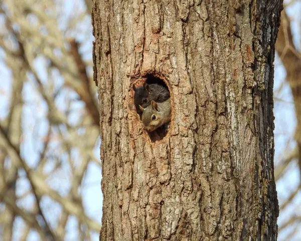 Wiewiórka Patrząc Przez Dziurę Drzewie Cute Wildlife Photo — Zdjęcie stockowe