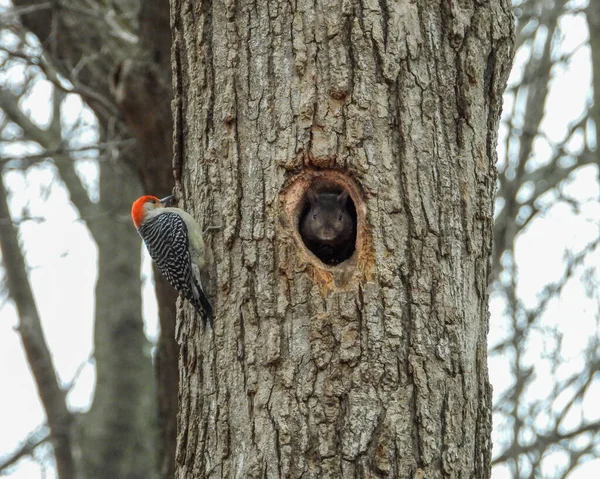 木のかわいい野生生物の写真で穴から探すリス — ストック写真