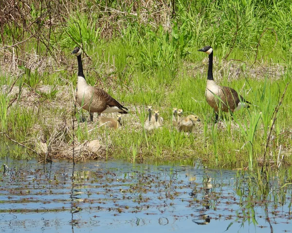 Kanada Kaz (Branta canadensis) Kuzey Amerika Su Kuşu