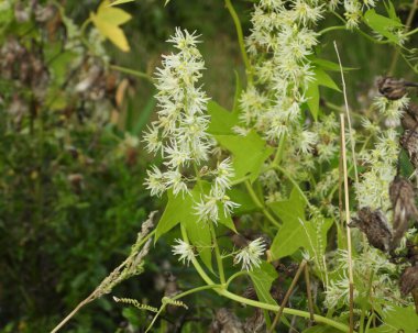 Echinocystis lobata (Vahşi Salatalık) Kuzey Amerika yerlisi Yabani Çiçek Asması