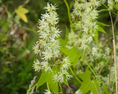 Echinocystis lobata (Vahşi Salatalık) Kuzey Amerika yerlisi Yabani Çiçek Asması
