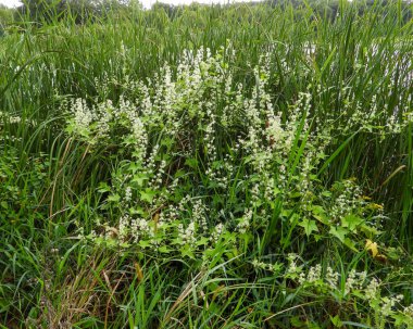 Echinocystis lobata (Vahşi Salatalık) Kuzey Amerika yerlisi Yabani Çiçek Asması
