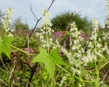 Echinocystis lobata (Vahşi Salatalık) Kuzey Amerika yerlisi Yabani Çiçek Asması