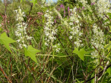 Echinocystis lobata (Vahşi Salatalık) Kuzey Amerika yerlisi Yabani Çiçek Asması