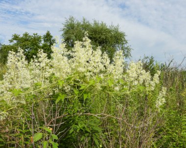 Echinocystis lobata (Vahşi Salatalık) Kuzey Amerika yerlisi Yabani Çiçek Asması