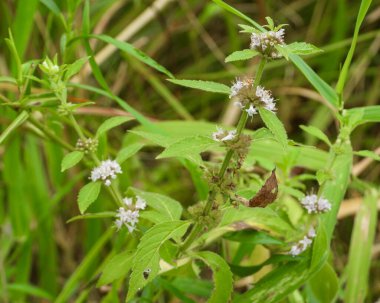 Mentha arvensis (Vahşi Nane) Kuzey Amerika Yerlisi Yabani Bitki Çiçeği