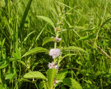 Mentha arvensis (Vahşi Nane) Kuzey Amerika Yerlisi Yabani Bitki Çiçeği