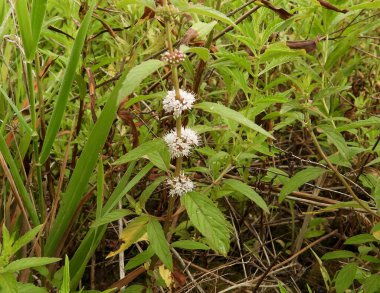 Mentha arvensis (Vahşi Nane) Kuzey Amerika Yerlisi Yabani Bitki Çiçeği
