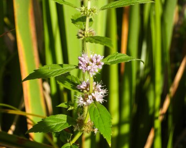 Mentha arvensis (Vahşi Nane) Kuzey Amerika Yerlisi Yabani Bitki Çiçeği