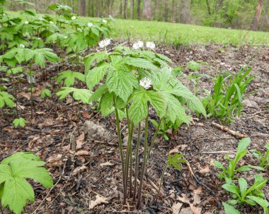 Hydrastis canadensis (Golden Seal) Native North American Woodland Wildflower clipart