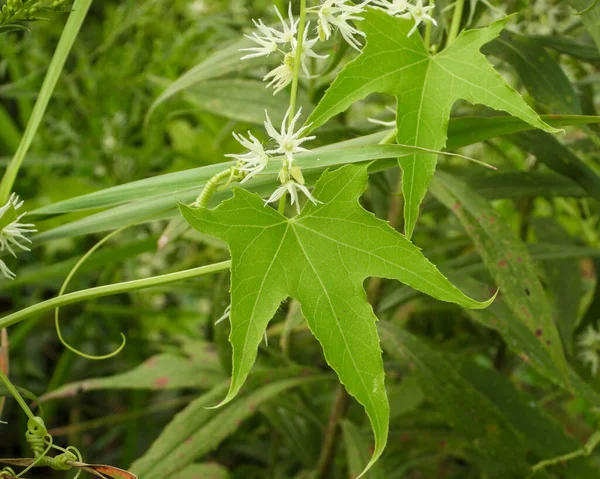 Echinocystis Lobata Pepino Selvagem Vinha Flores Silvestres Nativa América Norte — Fotografia de Stock
