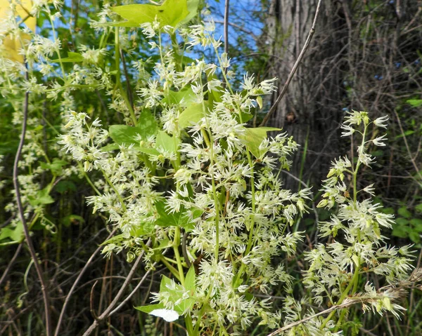 Lobata Echinocystis Wild Cucumber Native North American Wildflower Vine — Stok Foto