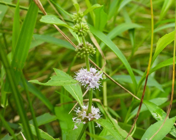 Mentha Arvensis Wild Mint Native North American Herbal Plant Wildflower — Stockfoto