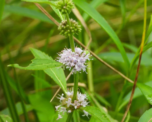 Mentha arvensis (Vahşi Nane) Kuzey Amerika Yerlisi Yabani Bitki Çiçeği