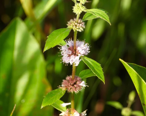 Mentá Arvensis Hortelã Selvagem Nativo Norte Americano Planta Herbal Flor — Fotografia de Stock