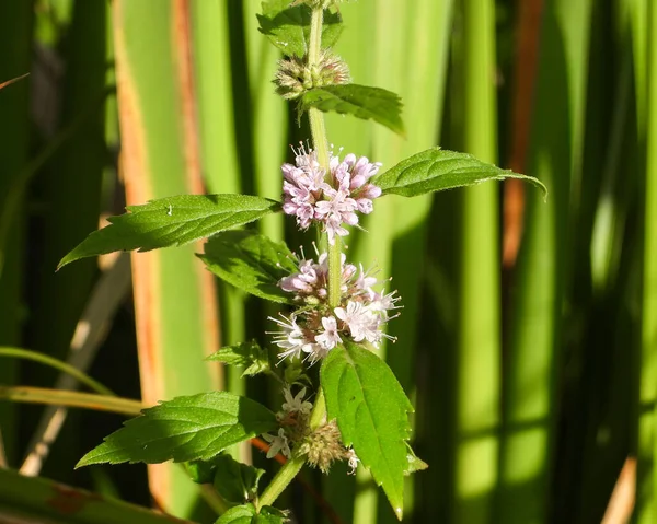 Mentha arvensis (Vahşi Nane) Kuzey Amerika Yerlisi Yabani Bitki Çiçeği